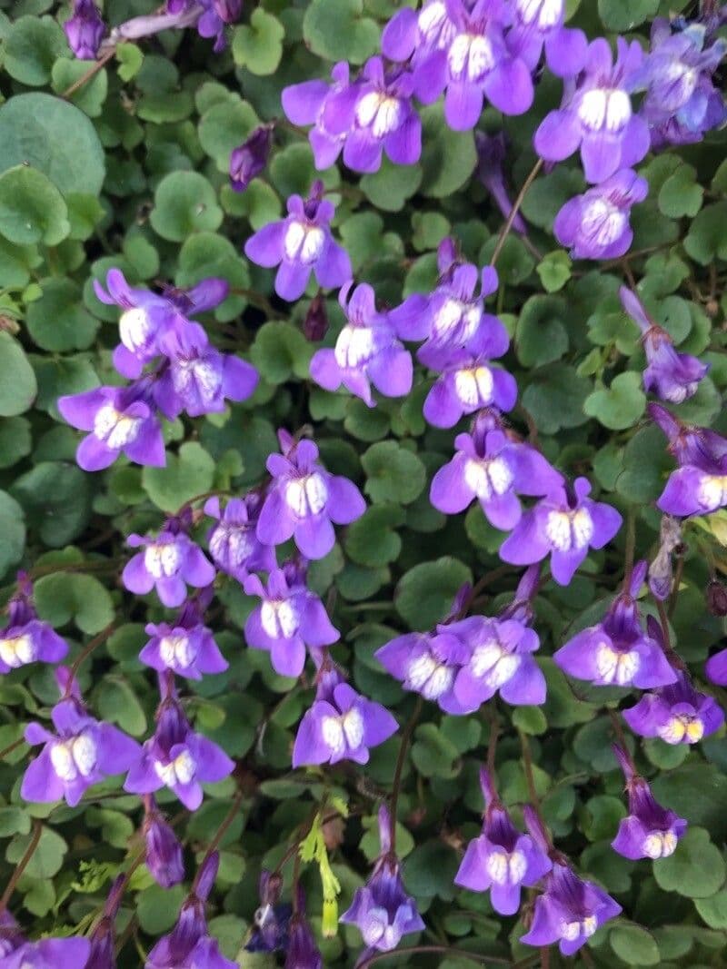 Cymbalaria pallida 3