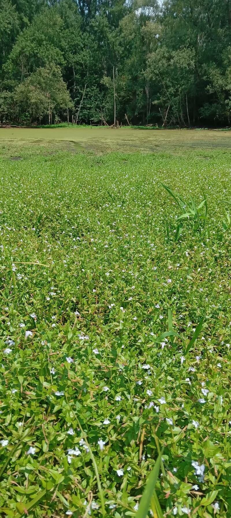 Lindernia 8