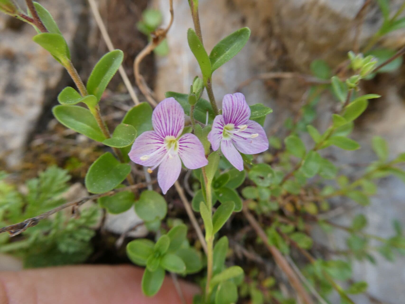 Veronica fruticulosa 7
