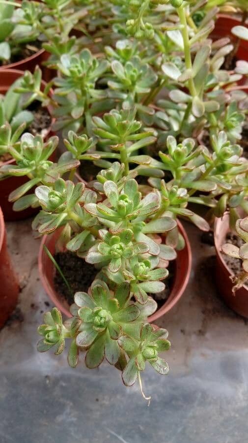 Aeonium sedifolium 10