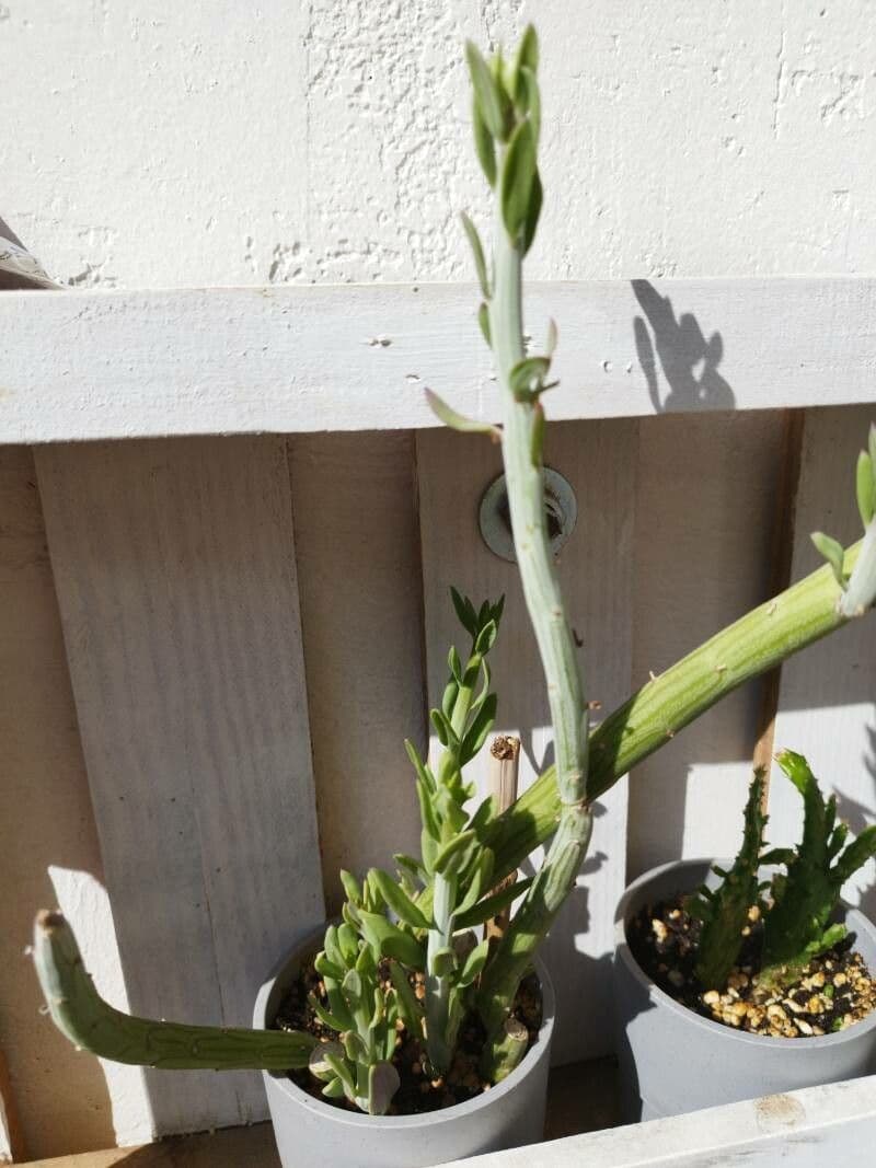 Kleinia anteuphorbium 17