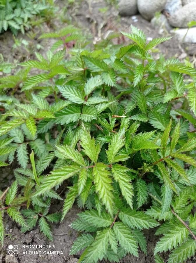 Rubus illecebrosus 17