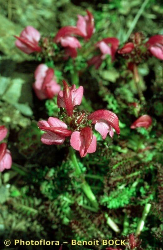 Vrbina pyrenejská 19