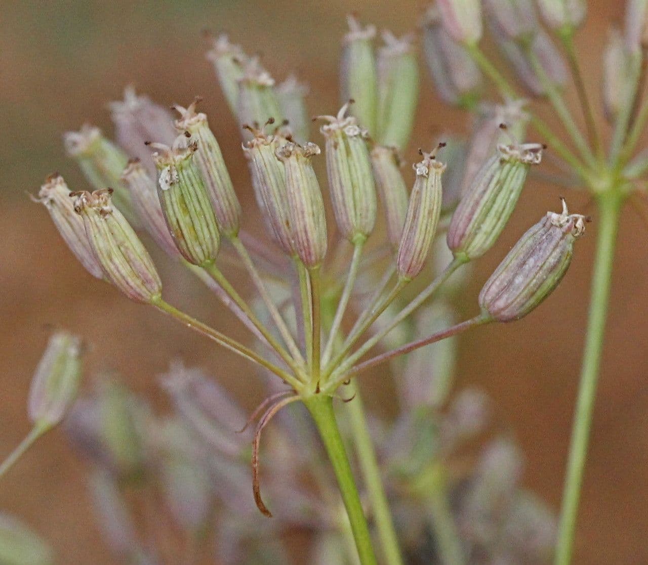 Falcaria 3