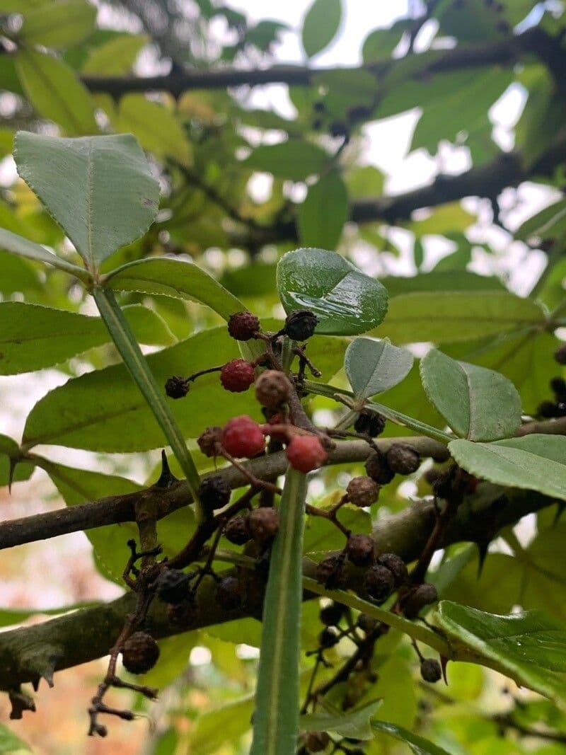 Zanthoxylum 3