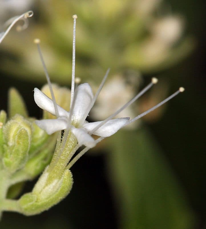 Petalonyx 2