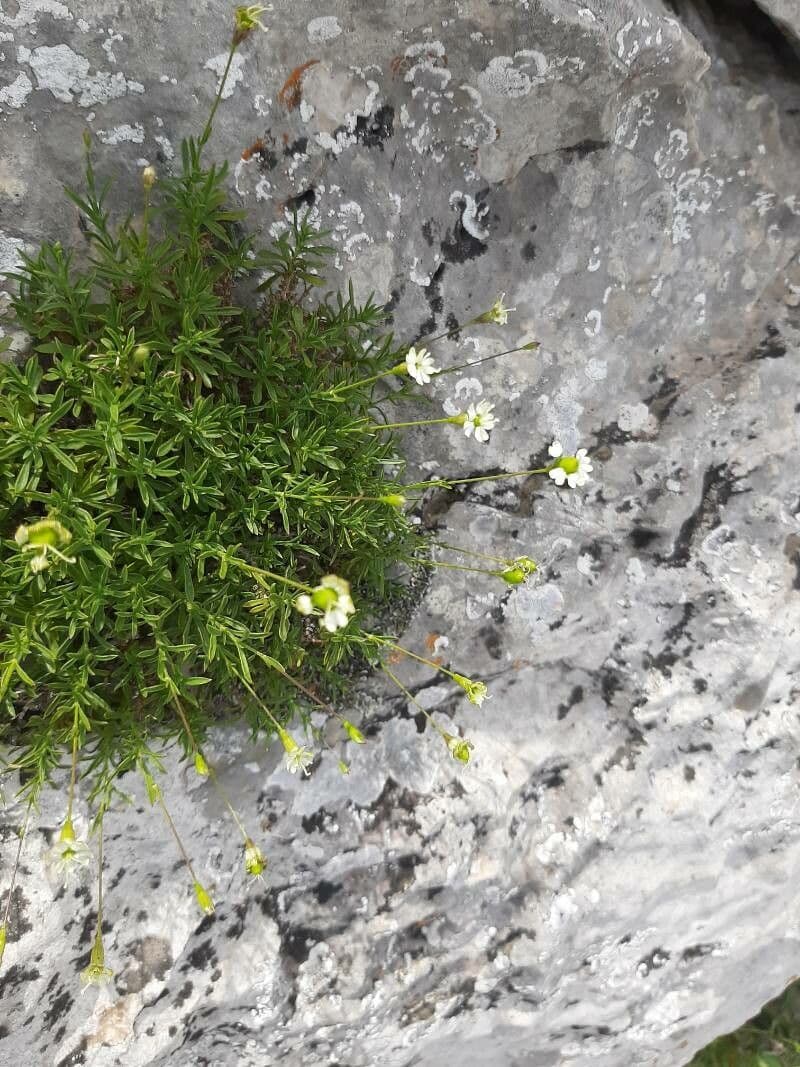 Silene saxifraga 17
