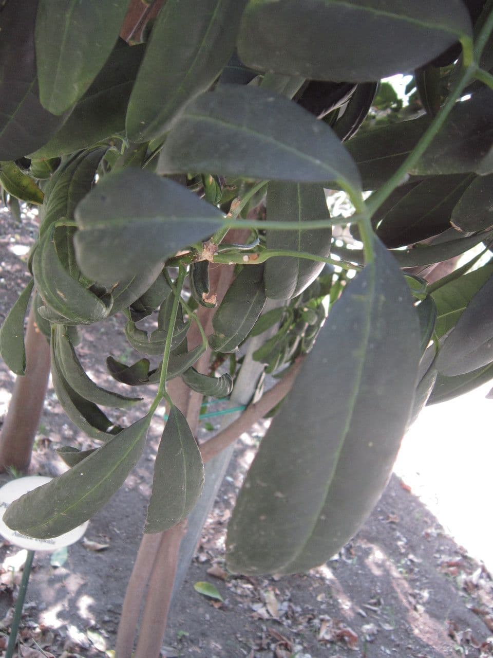 Pilocarpus pernatý 25