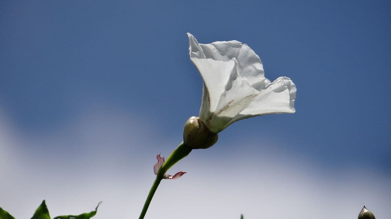 Operculina tanacetifolia 2