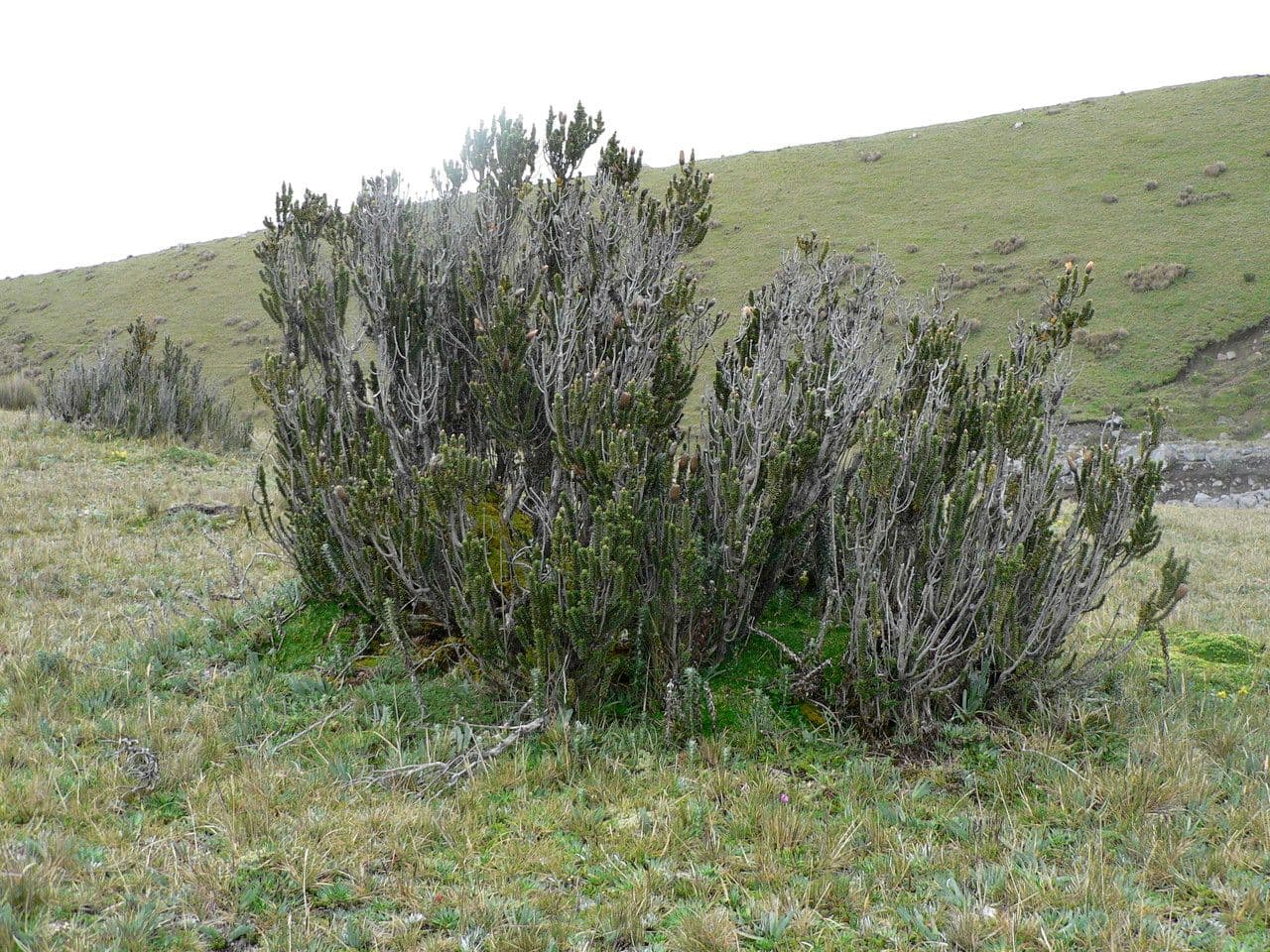 Chuquiraga jussieui 7
