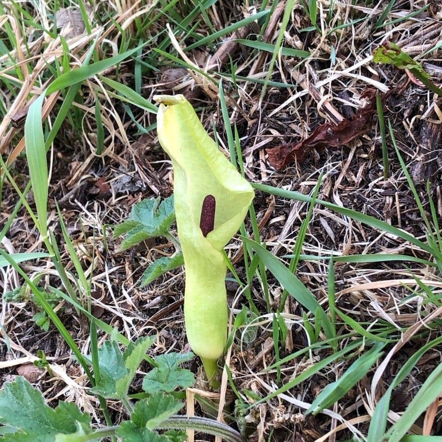 Gefleckter Aronstab 6