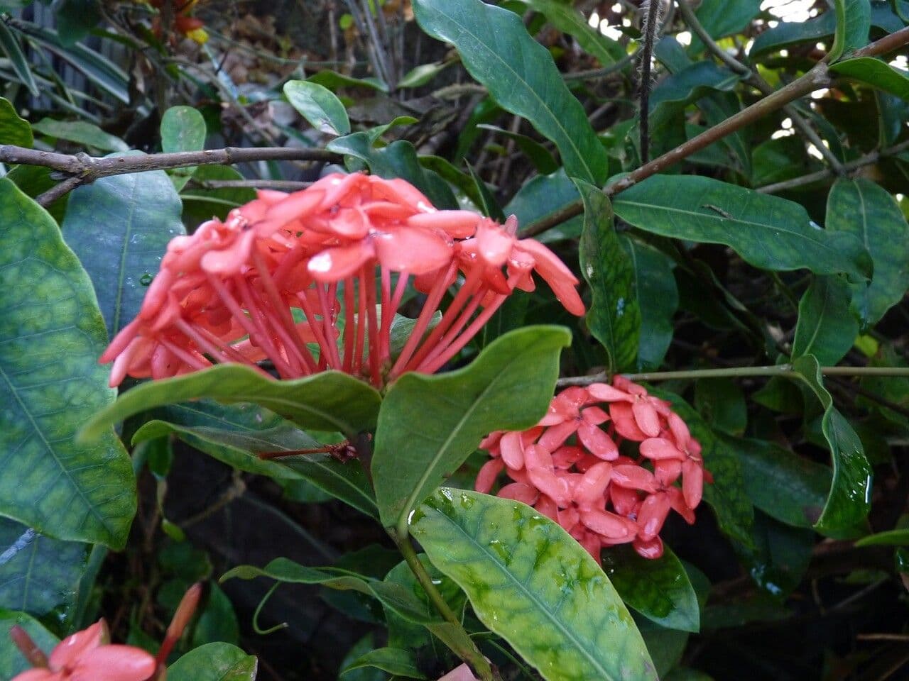 Ixora 27