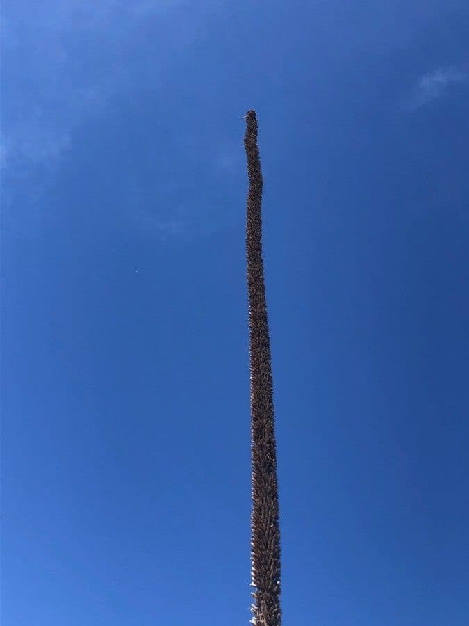Agave