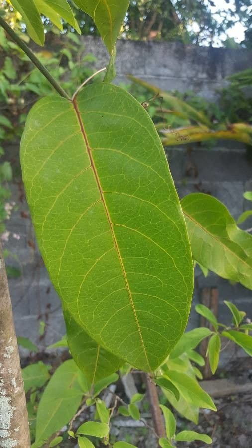 Passiflora laurifolia 14