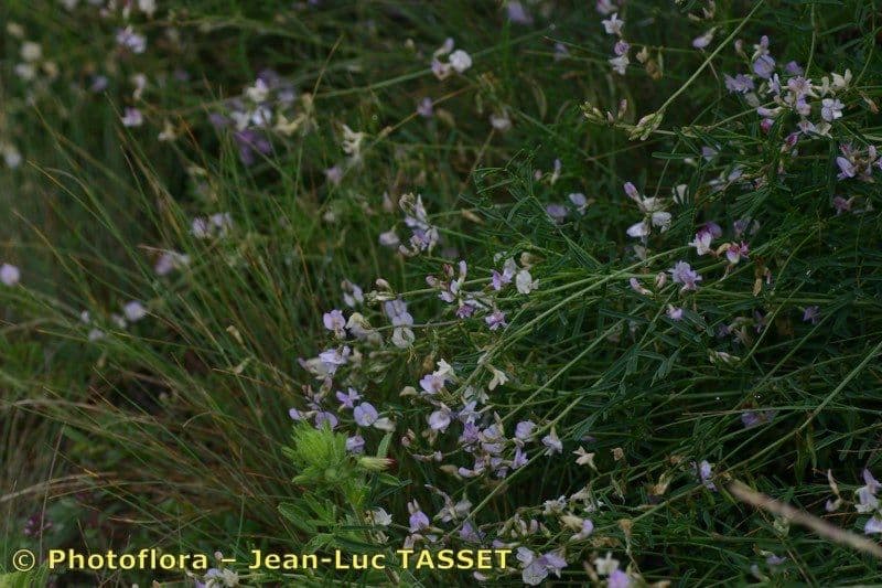Astragalo austriaco 11