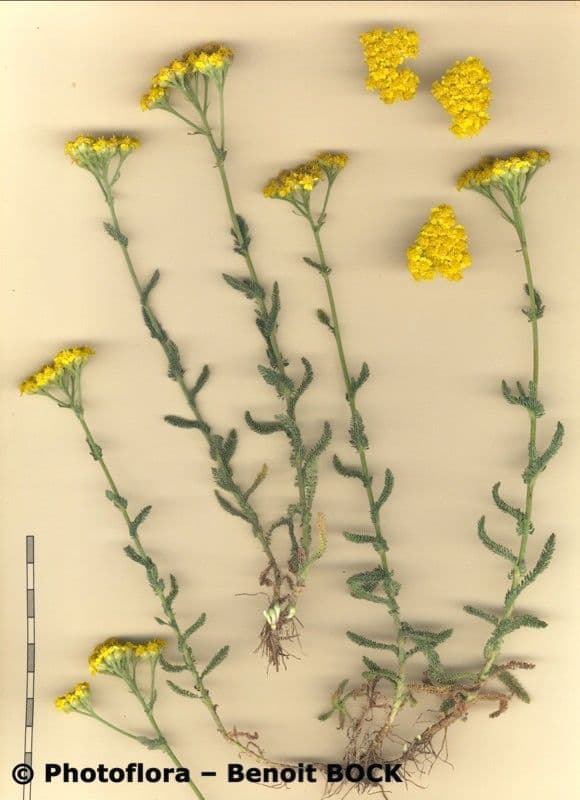 Achillea tomentosa 19