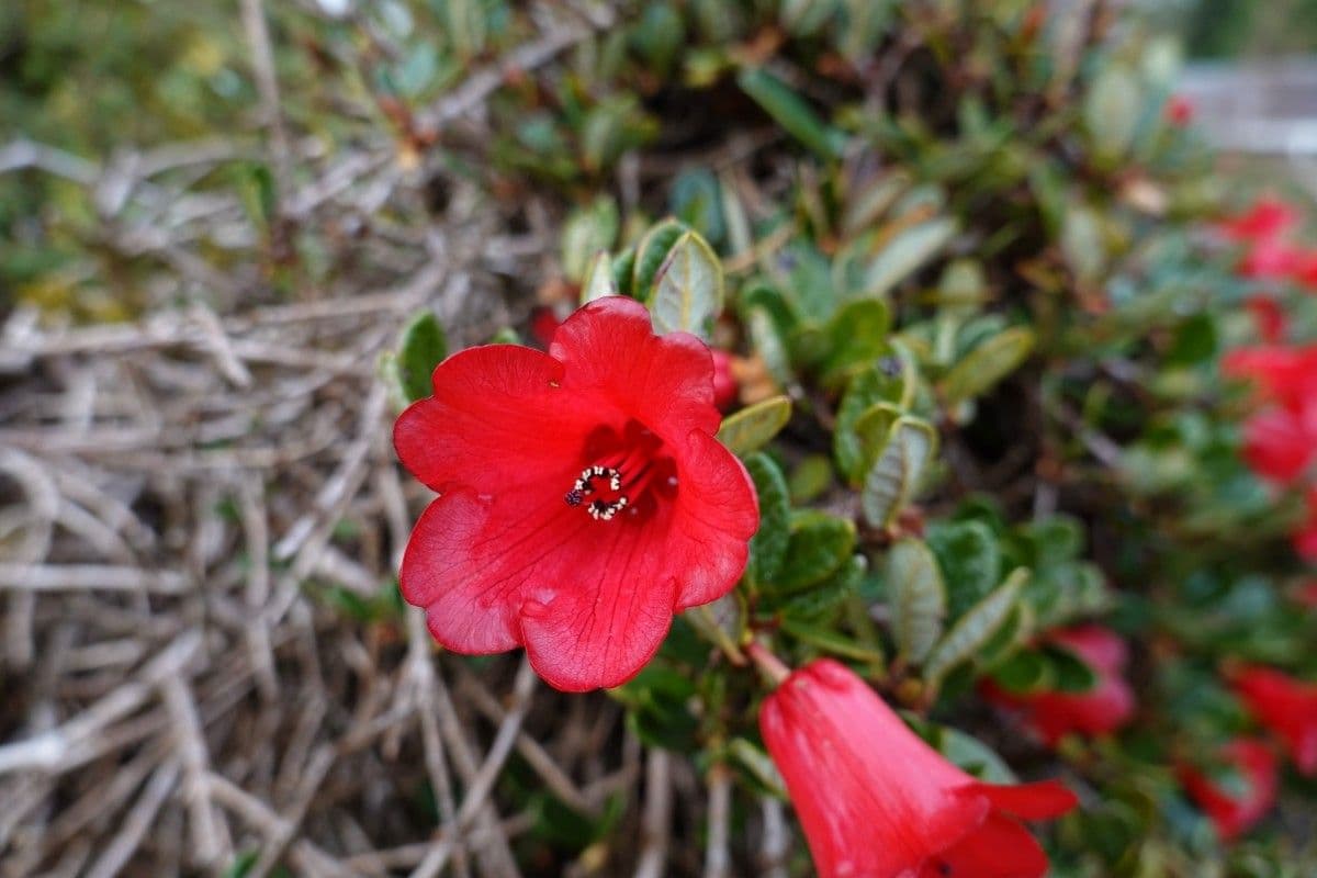 Rododendro 5