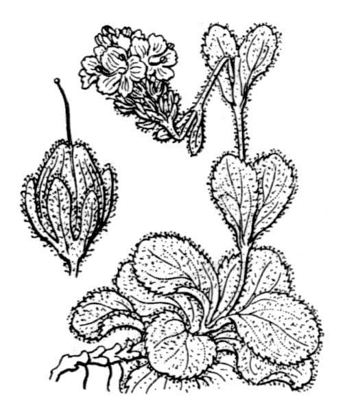 Veronica bellidioides 23