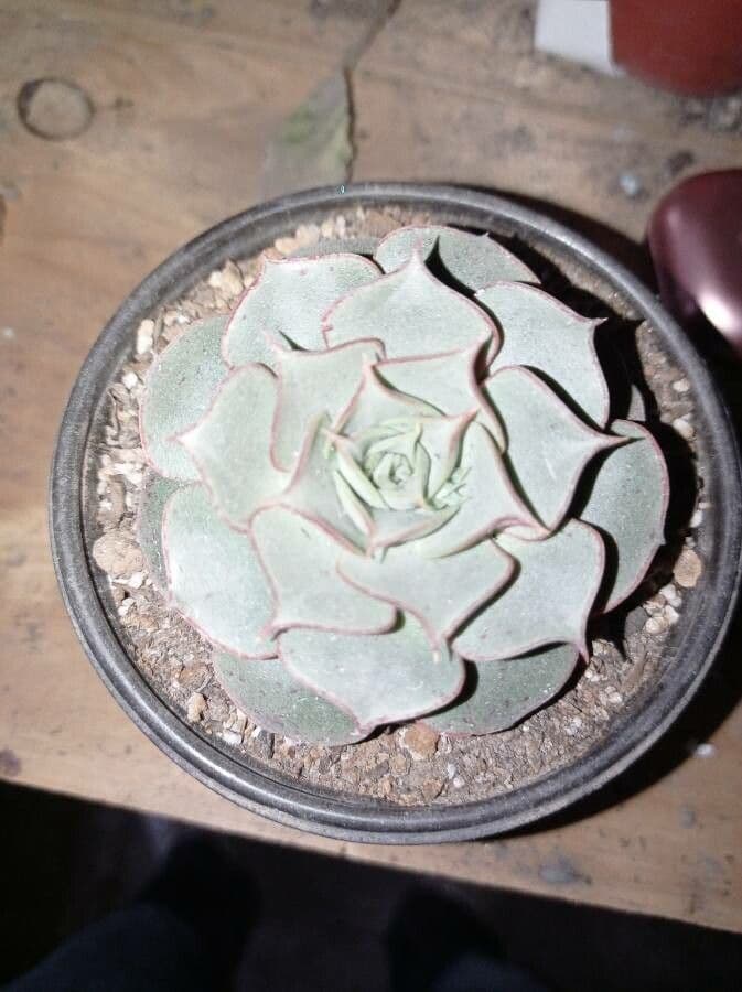 Echeveria