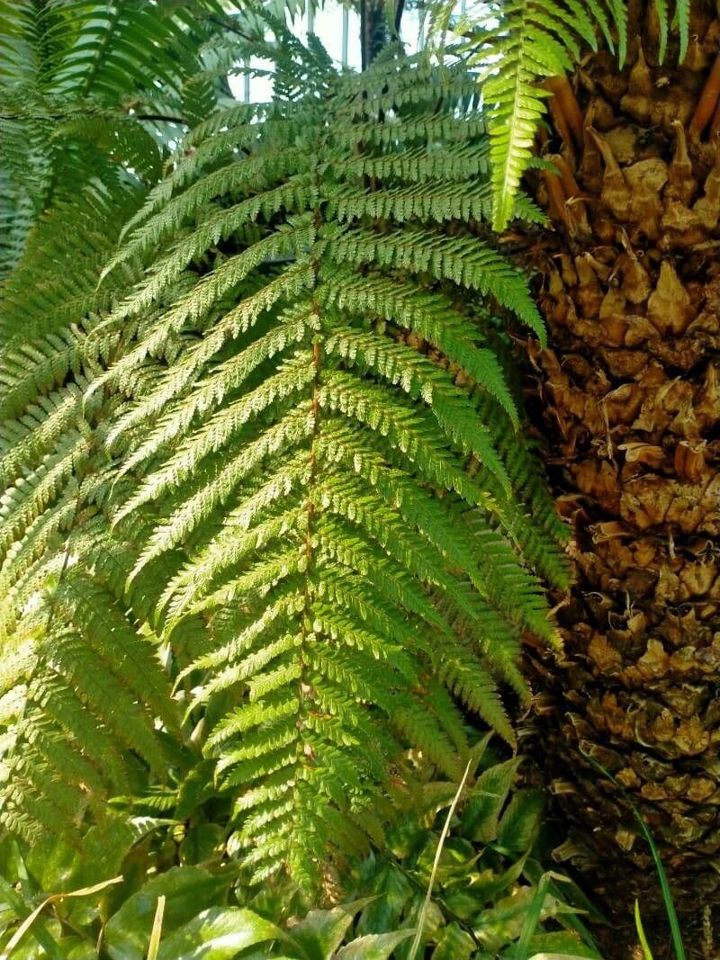 Cyathea 5
