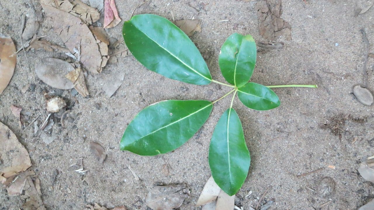 Tabebuia 27