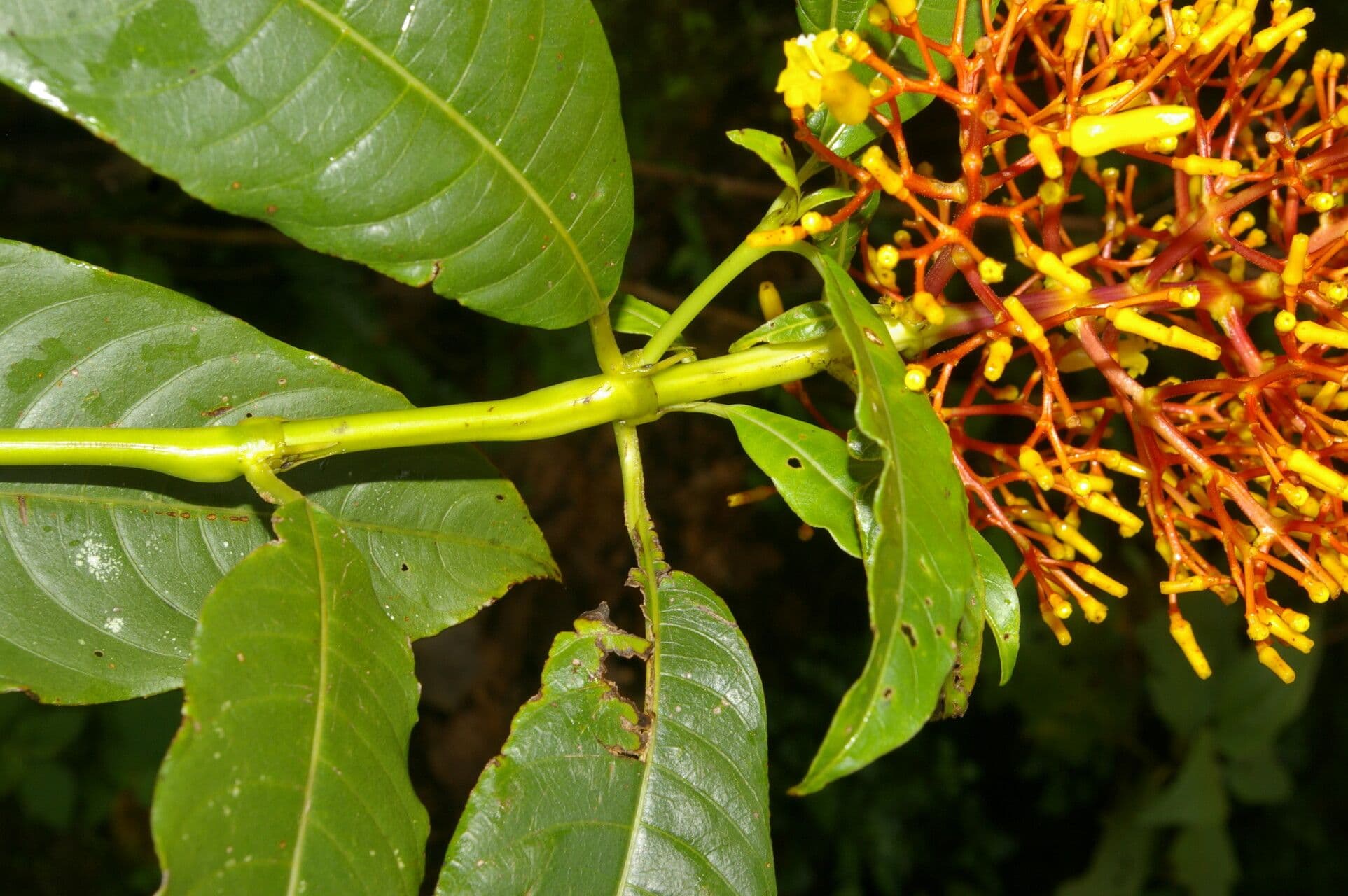 Palicourea padifolia 6