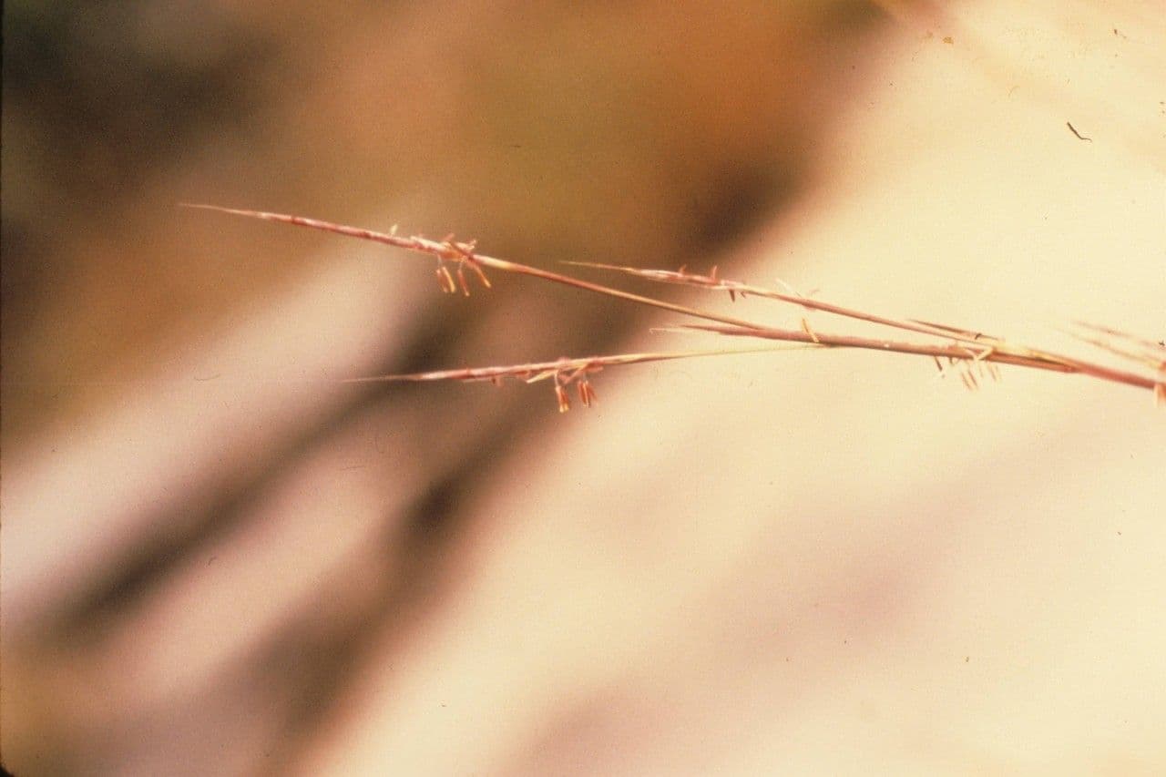 Erba della prateria 13