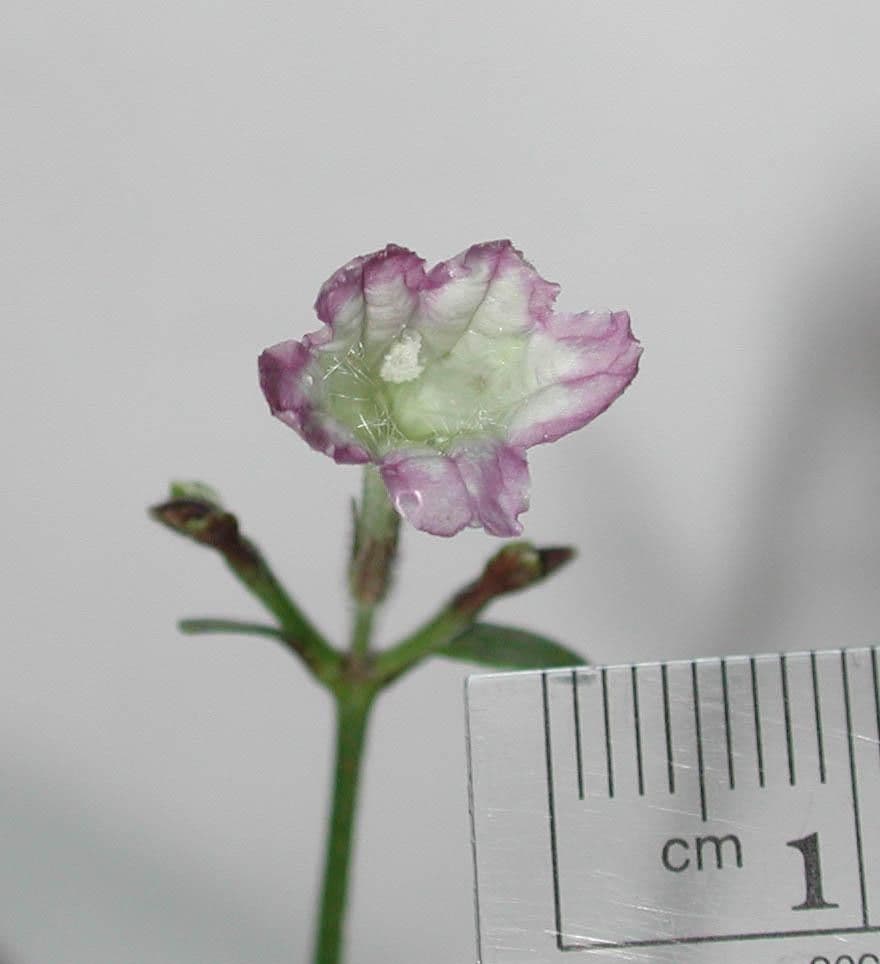 Ruellia 9