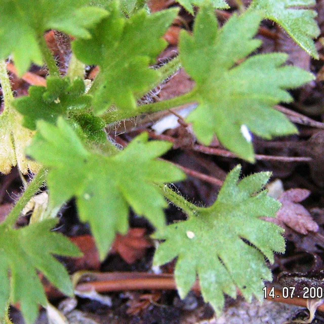 Geranienblättrige Steinbrech 15
