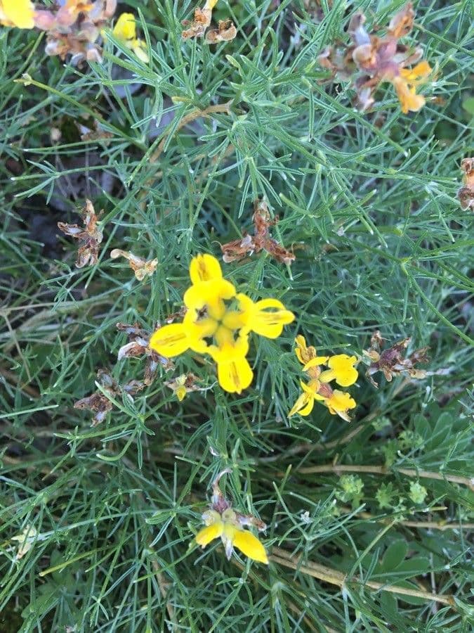 Ginestra radiata 9