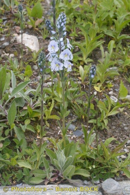 Veronica gentianella 10