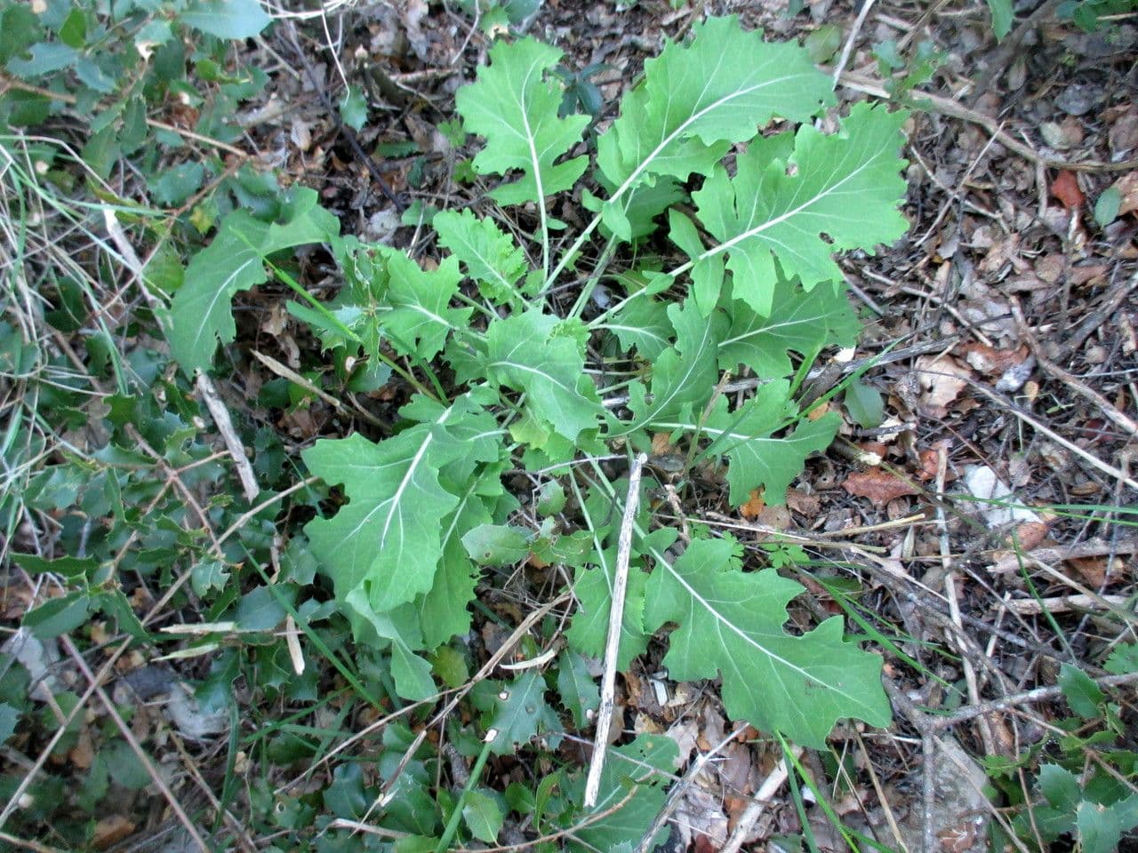 Bergkohl 14
