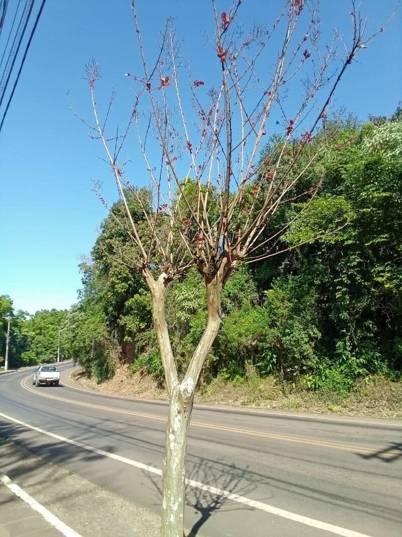 Albero corallo comune 19