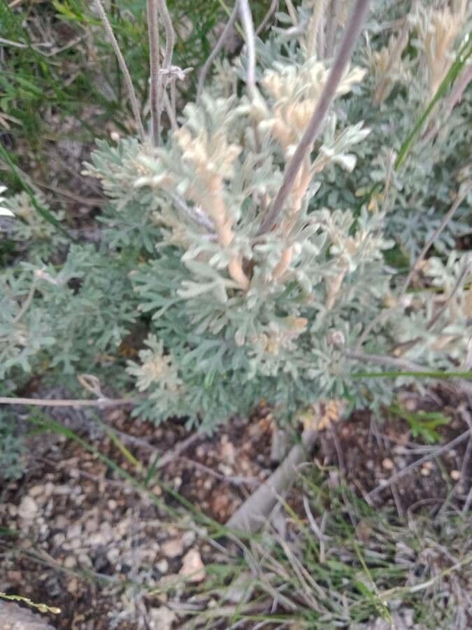 Fiore di flanella 12