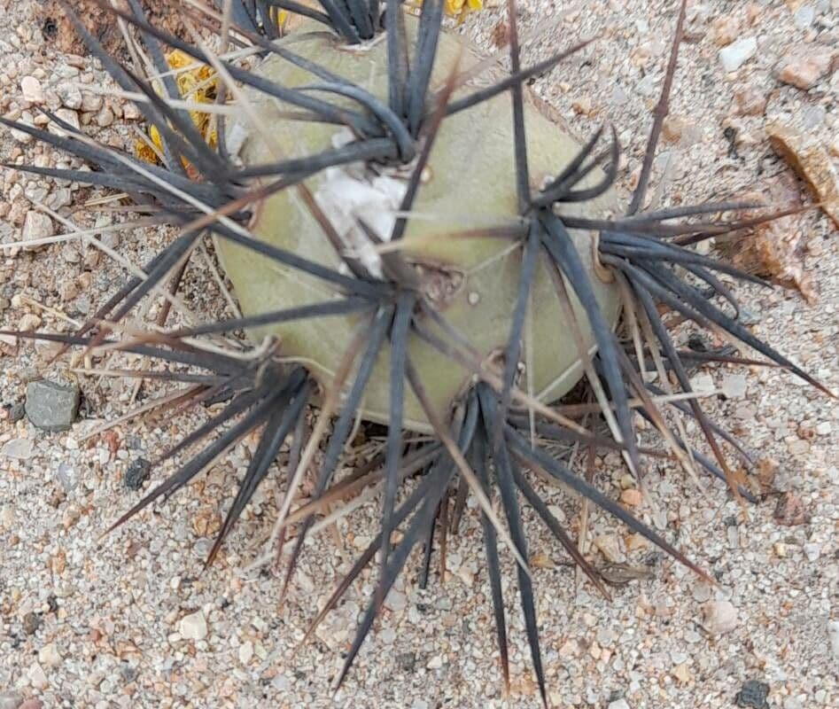 Tephrocactus 14