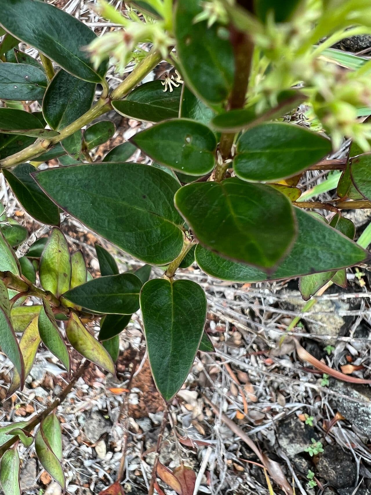 Normandia neocaledonica 11