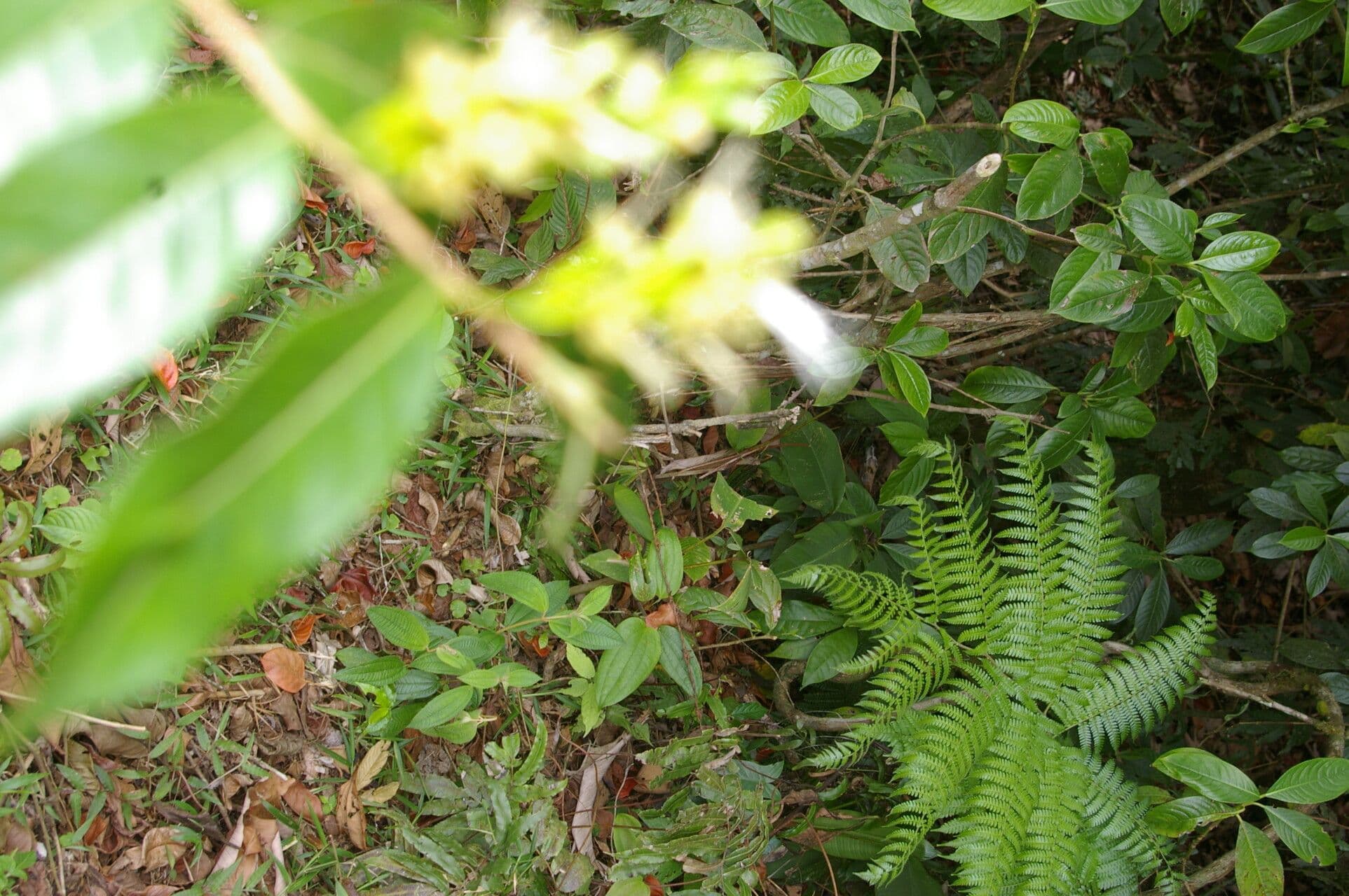 Hirtella 6