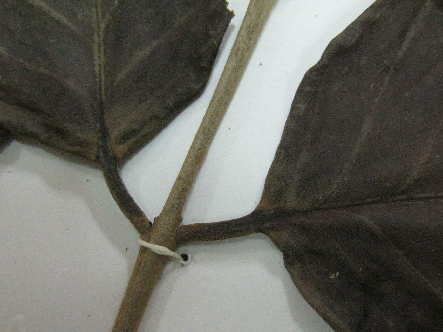 Eugenia 4