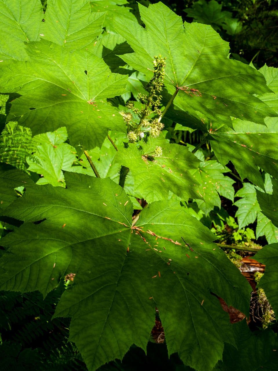 Oplopanax horridus 8