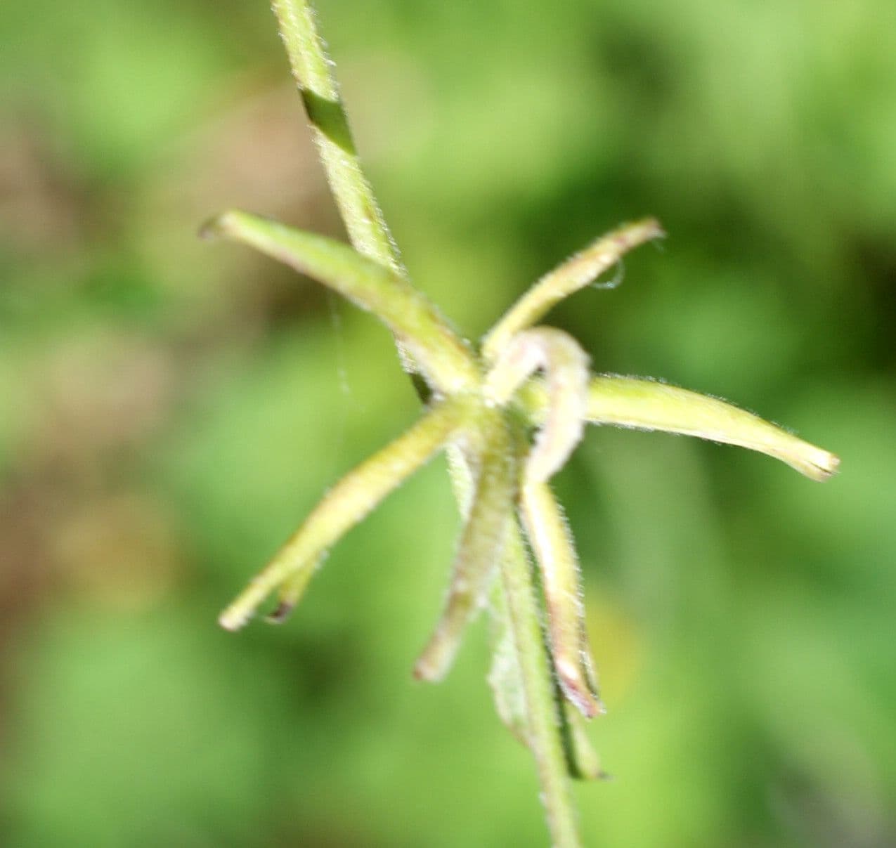Rhagadiolus 2