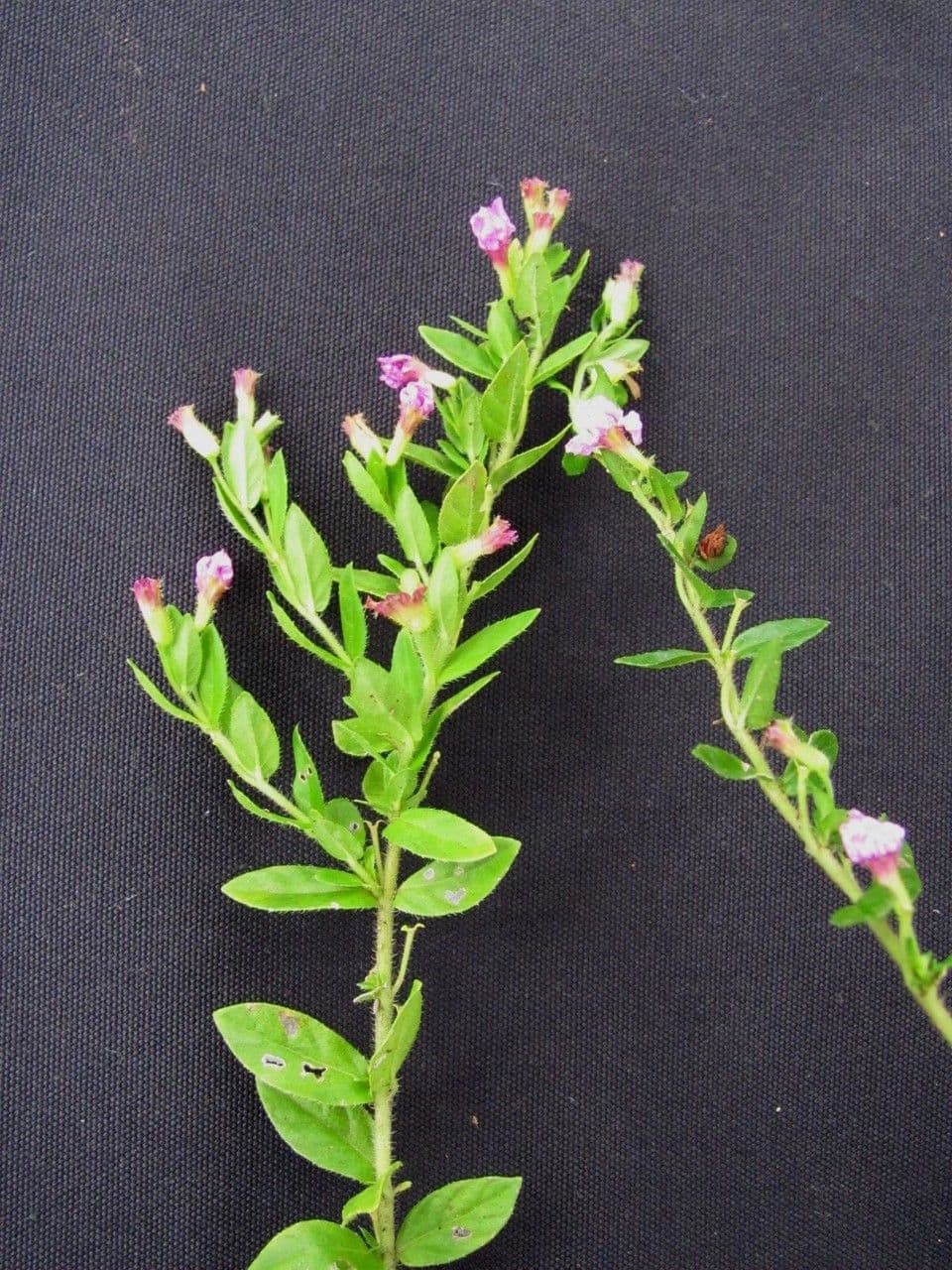 Cuphea 20