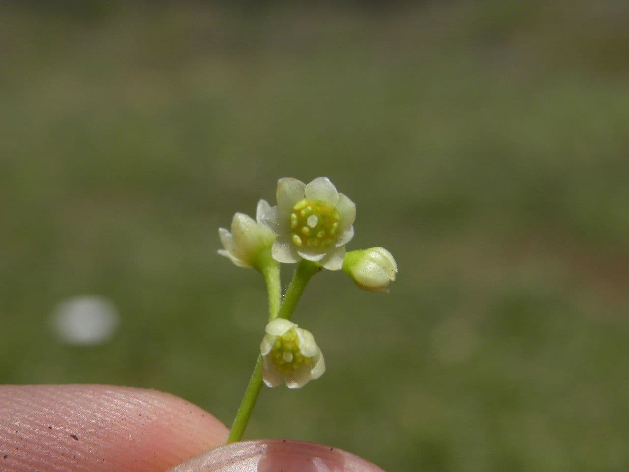 Ocotea 3