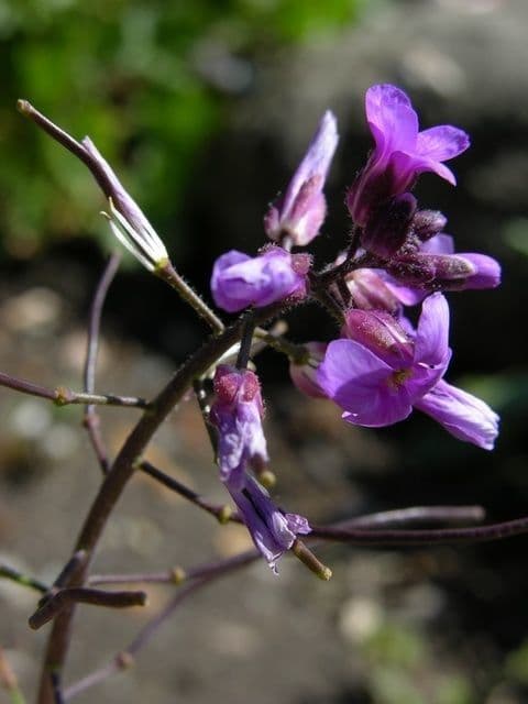 Phoenicaulis 5