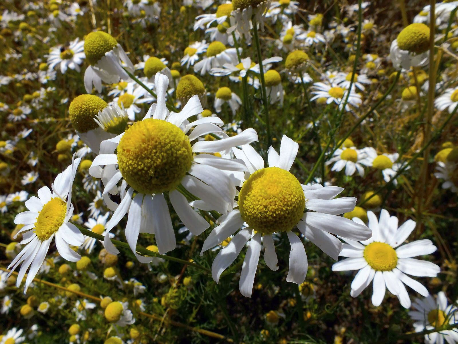 Scentless mayweed 9