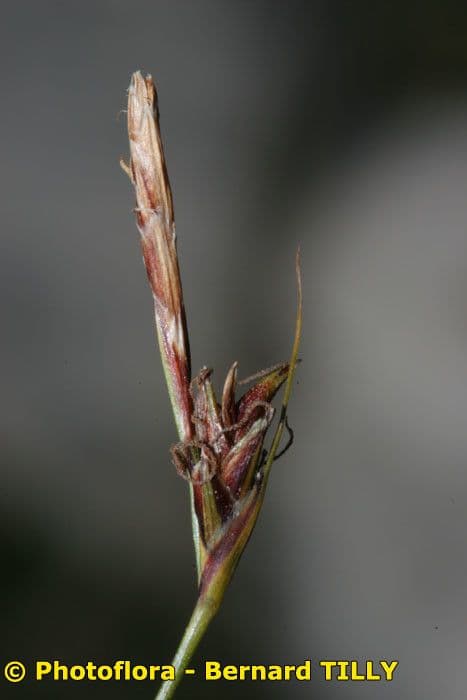 Carex mucronata