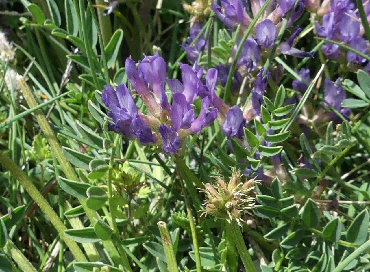 Astragalus 4