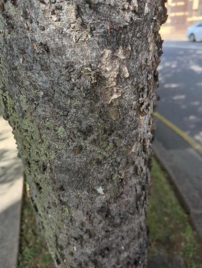 Celtis sinensis 18