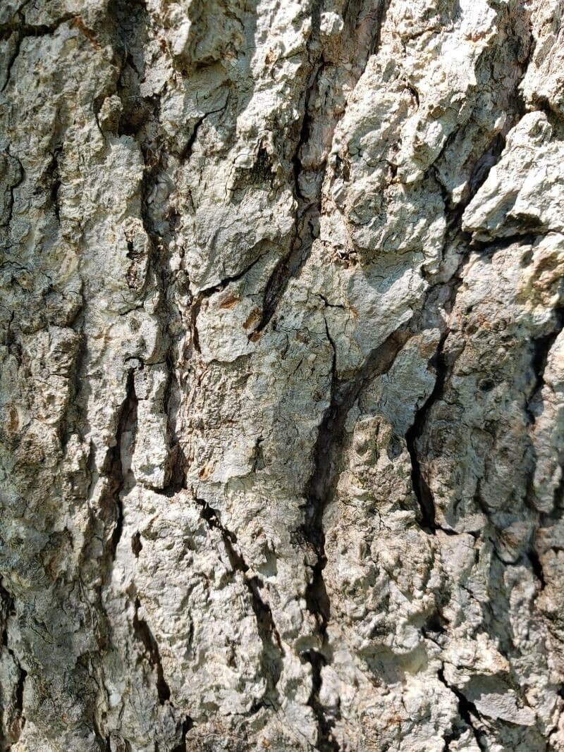 Nyssa sylvatica 23