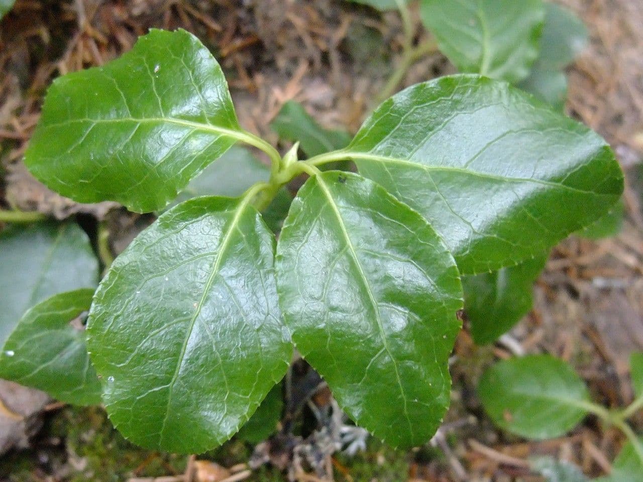 Serrated-wintergreen 23
