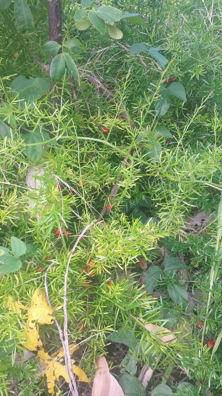 Garten-Spargel 11